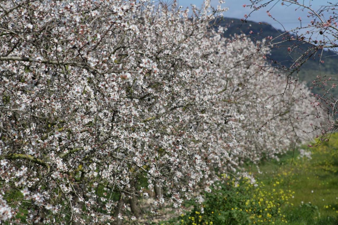 054 Finca Es Bosquerro Etv5362 By Mallorca Charme Санта-Маргарита Экстерьер фото